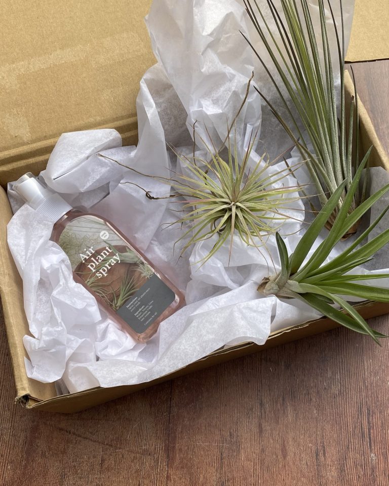 Air Plant Trio Box