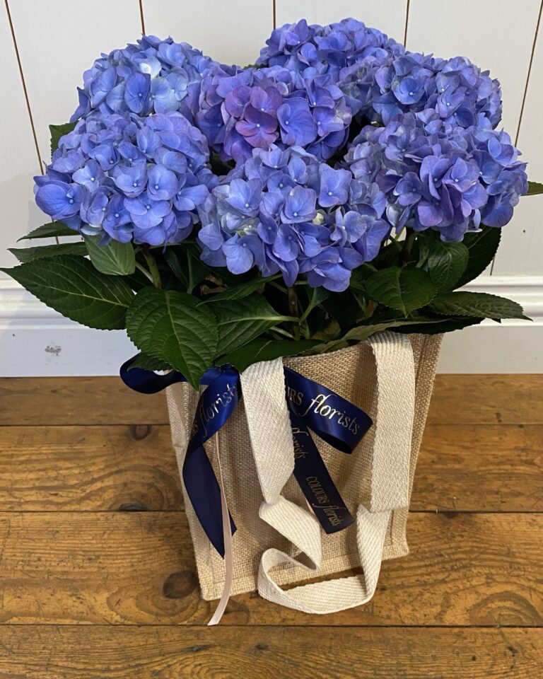 Hydrangea plant in a Gift Bag